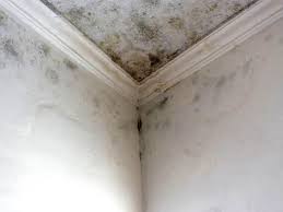 Reliable Petersburg, WV Mold Prevention & Removal  Solutions