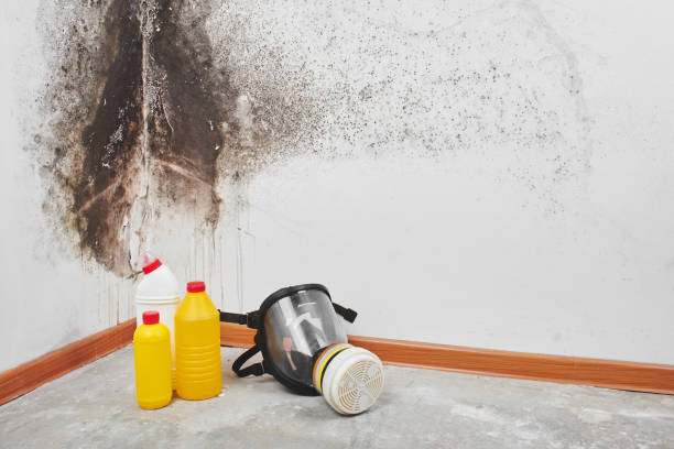 Mold Remediation for Vacation Homes in Petersburg, WV